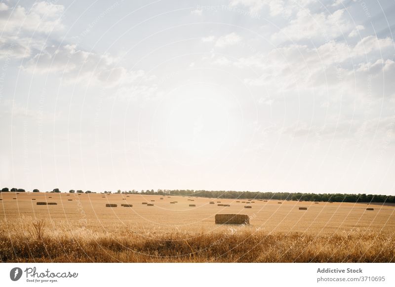 Golden field with hat stacks in sunlight countryside hay roll landscape golden rural nature agriculture farm harvest farmland summer blue sky season straw