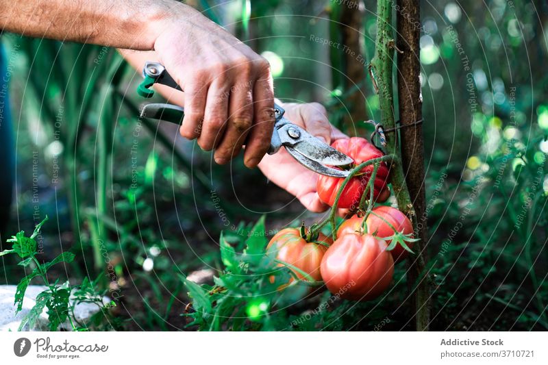 Gardener harvesting tomatoes in garden pick collect scissors tool gardener farmer cut red ripe grow vegetable organic natural plant food cultivate season summer