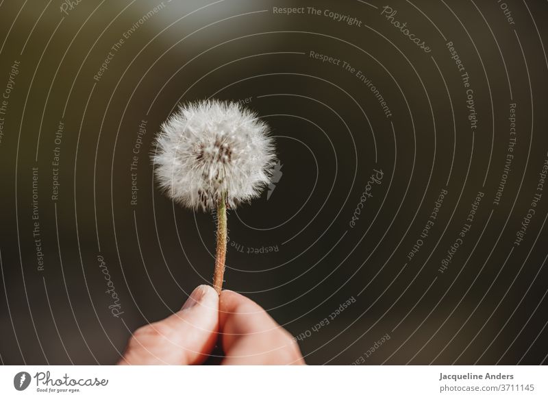 Blowball in the hand dandelion lowen tooth Plant Nature flowers Close-up Sámen Detail Exterior shot Wild plant White green Wind Flying Easy Summer Air