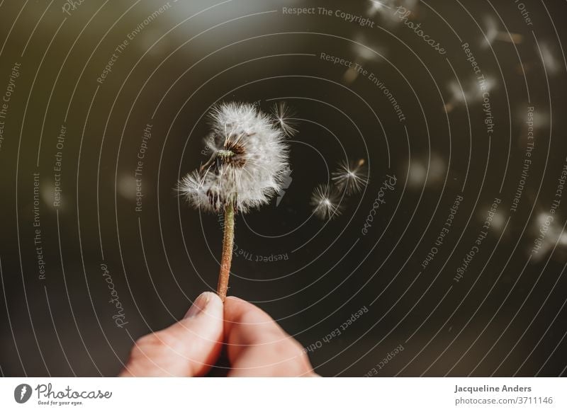 Seeds of the dandelion fly through the air lowen tooth Plant Nature flowers Close-up Sámen Detail Exterior shot Wild plant White green Wind Flying Easy Summer