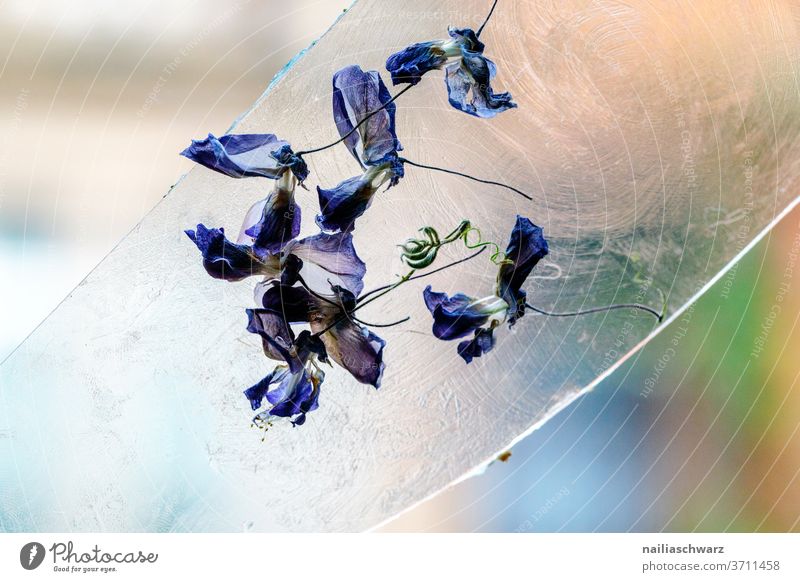 Dried flowers Delphinium Close-up Lifestyle Blue Dolphinium Plant Pane Glass Shallow depth of field dry leaves Still Life Colour Stick