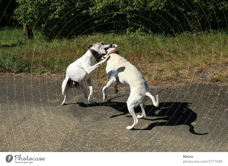 Two dogs frolic and play with each other on a walk animal canine dirt path playing outside field fun leash nature outdoor pair pets playful trail two isolated
