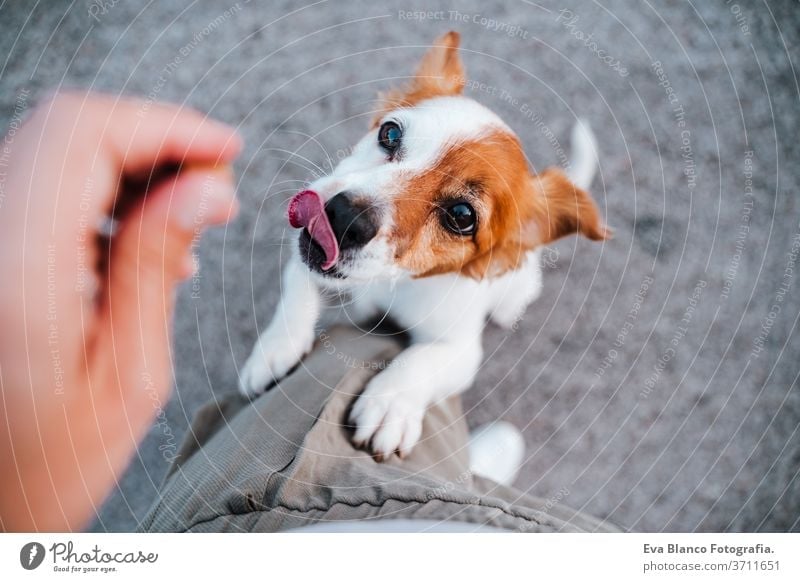 cute small jack russell terrier dog standing on two paws asking for treats to owner. Pets outdoors and lifestyle street woman top view portrait urban city