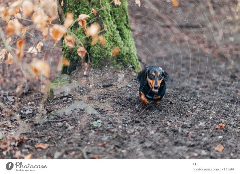 the wild hunt Dog Dachshund Animal Forest Movement Cute Hunting hunting Small Running Pet Playing Joy Love of animals Joie de vivre (Vitality) out Exterior shot