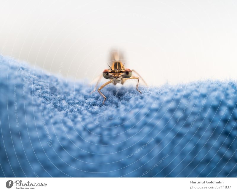 Blick auf die Augen einer gelben Libelle die auf blauen Fleece sitzt und in das Objektiv der Kamera schaut. Insekt Vorderansicht frontal Nahaufnahme