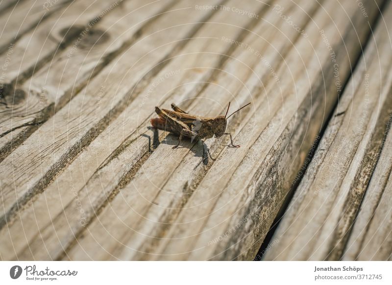 Locust sitting on the wooden floor Macro Exterior shot boards detail Flying insect Articulate animals Insect macro Close-up new-winged aircraft Orthoptera