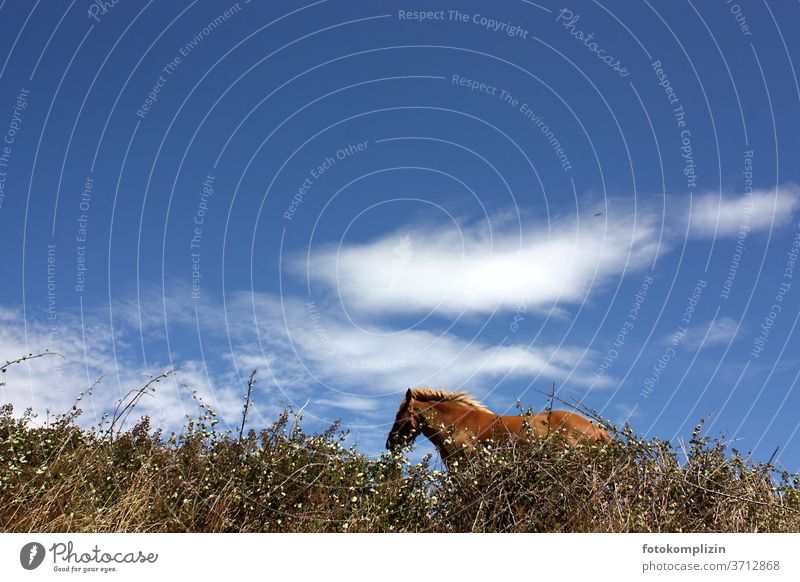 free horse behind hedge from below against blue sky with clouds Horse Wind windy Sky Clouds Animal Wild Mane Iceland Pony urge for freedom naturally Wild animal