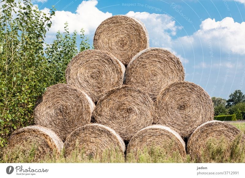 roll picture. all 10! Coil Hay Grass Nature Exterior shot Colour photo Meadow Field Landscape Agriculture Deserted Harvest Feed rural Straw bale Stack
