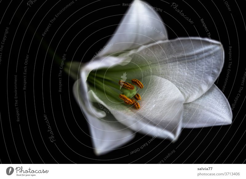 white lily against a black background flowers bleed Macro (Extreme close-up) Plant Lily White Nature Blossom leave Pistil already Blossoming Copy Space left