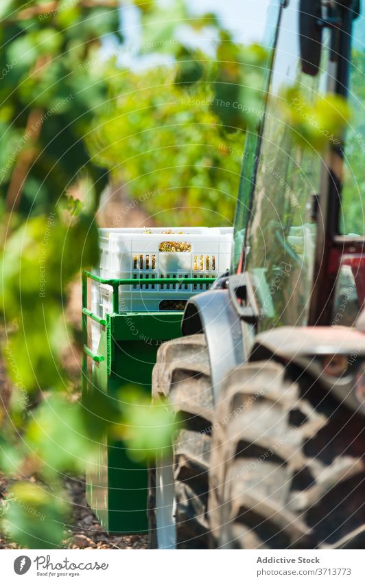 Tractor on farm in summer tractor garden grape vineyard season harvest parked green transport agriculture shabby rural nature sunny daytime plant growth vehicle