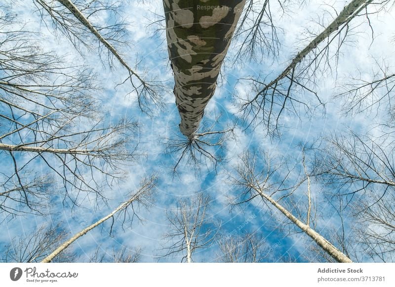 Tall trees under blue sky tall leafless forest plant environment scenery amazing landscape valencia spain cloudy nature scenic woods autumn serene branch flora