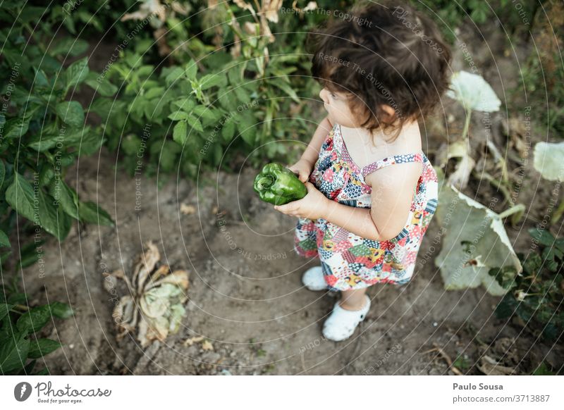 Child holding green pepper childhood Vegetable veggie vegetables Pepper Green Organic produce healthy Colour photo food Food Nutrition Fresh Close-up Delicious