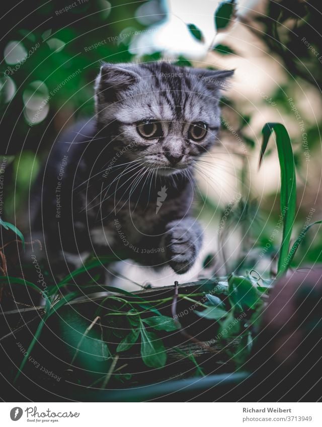 Little kitten explores the world and steps over a piece of wood Kitten Cat kitten in the grass Kittens in the bush Cat eyes Cat's head Cat's paw cats Curiosity