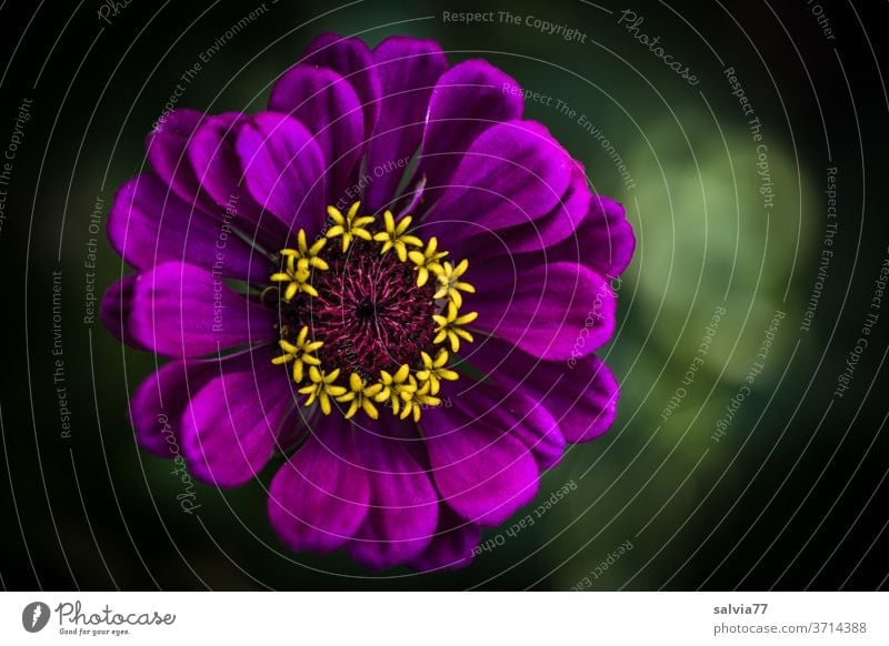 Colour Combination Tinny Blossom Purple Yellow A Royalty Free Stock Photo From Photocase