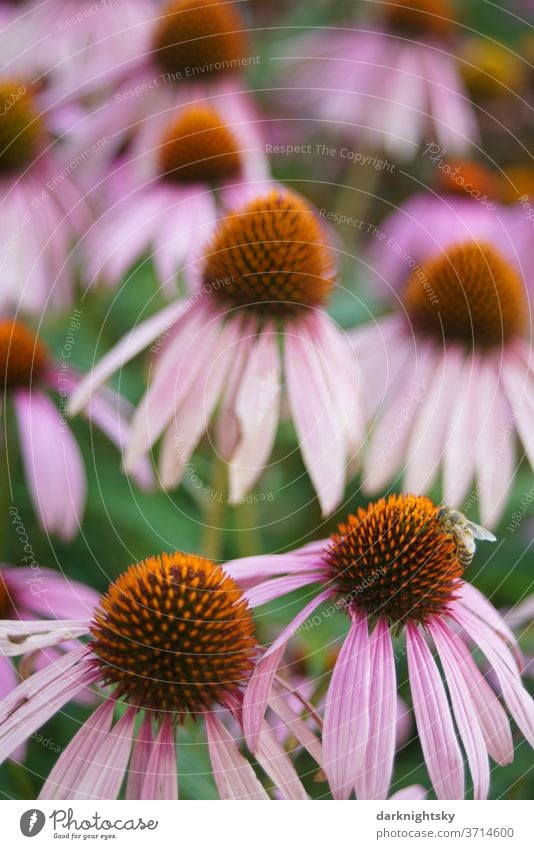 Echinacea purpurea in detail with bee purple echinacea Rudbeckia Garden Park Violet Pink Purple wilt withered green bleed flowers Nature natural Blossoming