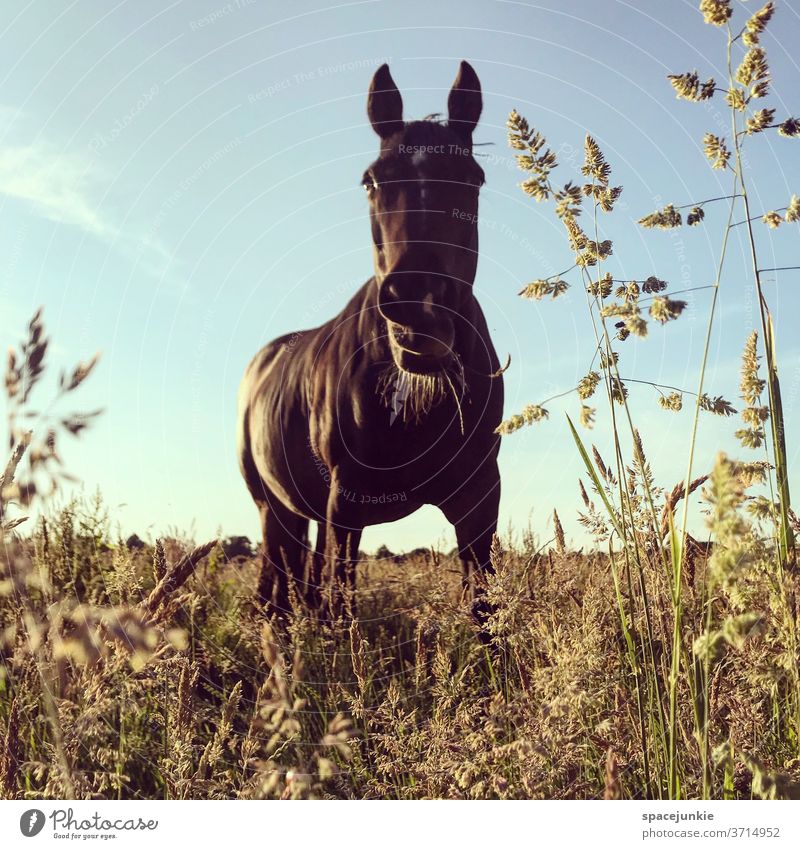 Just a horse. Horse Willow tree Grass blade of grass Summer Evening Nature Animal Lonely To feed Exterior shot Meadow Landscape Sky Deserted Environment