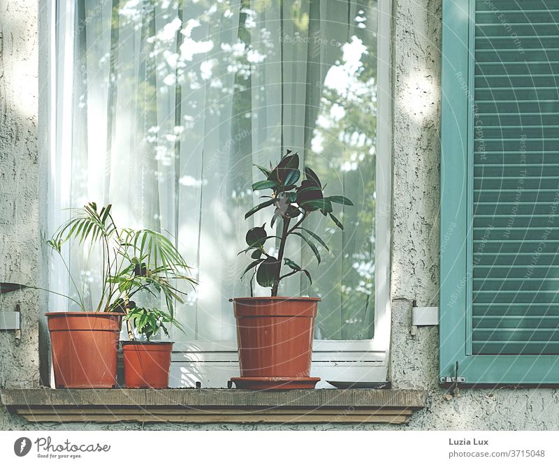 Potted plants in front of the window, green shutter and sunlight Pot plant Rubber tree fan palm Window shutters roughcast Deserted Colour photo Exterior shot
