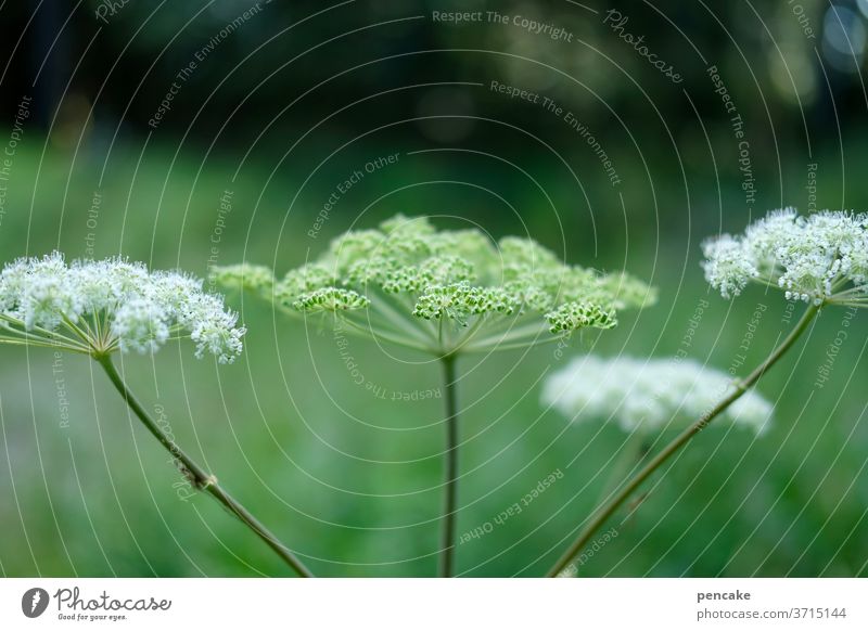 angelika Plant Forest Wild Nature Exterior shot Wild plant Shallow depth of field green Angelica Summer Close-up