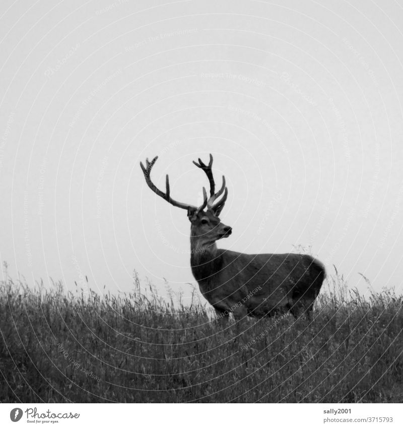 the King of the Forest... stag Wild animal Animal antlers Pride Overview Meadow Stand Observe already Strong Looking Impressive strength Nature Deserted