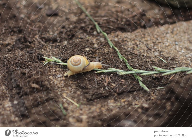 A snail crawls on earth over a stalk. Movement Crumpet Snail shell creep locomotion Slowly Mobility Earth Nature Blade of grass Plant Sowing grow Grass