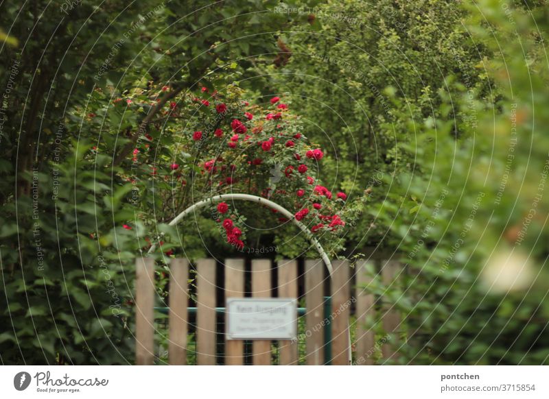 A garden gate from an allotment garden with a sign access prohibited. Roses, round arch, wild growth, planting Garden plot Garden door Round arch roses Nature