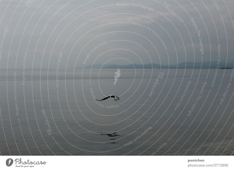 A gull flies over the sea in this weather. Seagull Ocean hazy Flying Freedom Nature Animal birds Grand piano Air Water