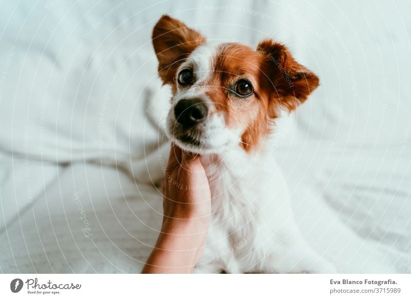 woman hand touching a cute relaxed jack russell dog lying on sofa, resting and relaxing. Pets indoors bed home sleeping tired lying back portrait adorable