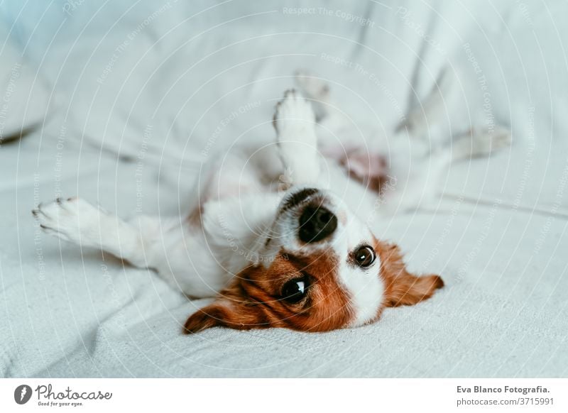 cute jack russell dog lying on sofa, resting and relaxing. Pets indoors bed home sleeping tired lying back portrait adorable autumn white pet lovely domestic