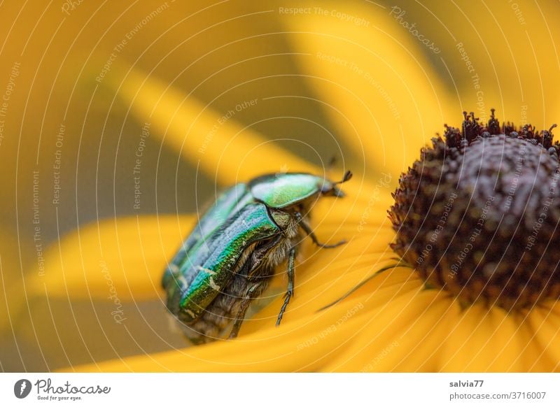 shiny green rose chafer crawling on yellow blossom Nature Beetle Rudbeckia bleed flowers Yellow Blossoming Garden Summer Plant Insect Rose beetle