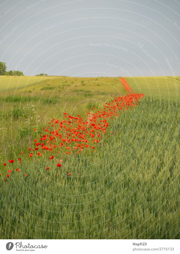 Poppies strip in the field Poppy blossom Poppy field Wheat Wheatfield Sky Clouds Cloud cover Red green Field Arable land acre cultivated poppies Summer
