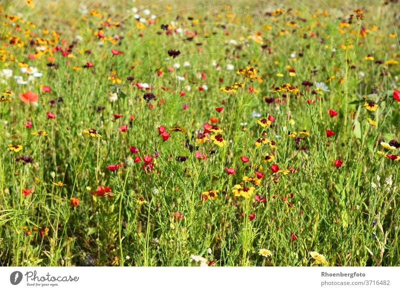 Colourful summer flower meadow Meadow Flower meadow flowers Red Yellow White Mixture variety Sámen sow July August Mixed bleed blossom insects Nectar plants