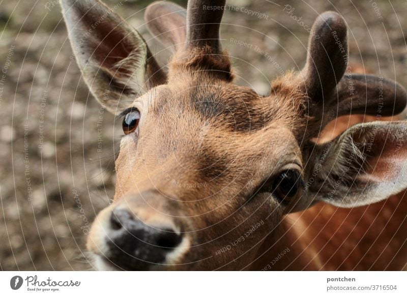 Fallow deer looks into the camera. Close up fallow deer Wild animal Looking peer hungry Animal Animal portrait Pelt Nature Animal face Looking into the camera