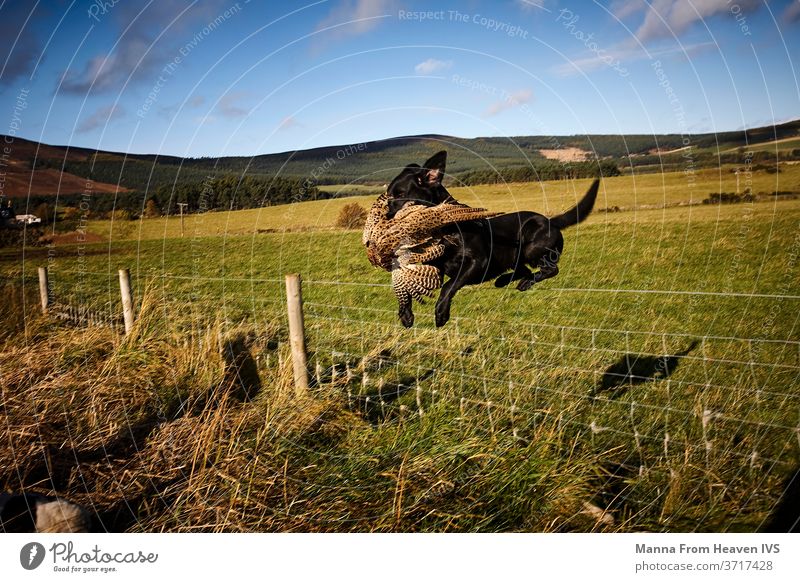 Hunting dog fetching a bird in Scotland hunting hunter jumping scotland wildlife blue sky mountains travel lifestyle