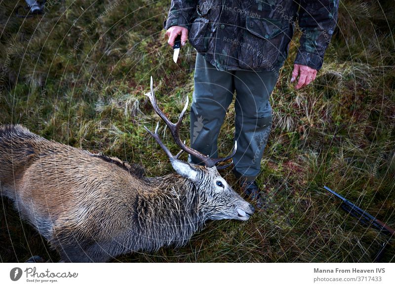 Hunter preparing to skin deer after he shot it in the highlands of Scotland. hunter hunting mammal nature knife skinning antlers wildlife Dead animal Camouflage