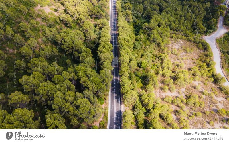 Road going through a forest in Barcelona pine trees height drone panoramic view asphalt symmetry bonita barcelona ​​spain