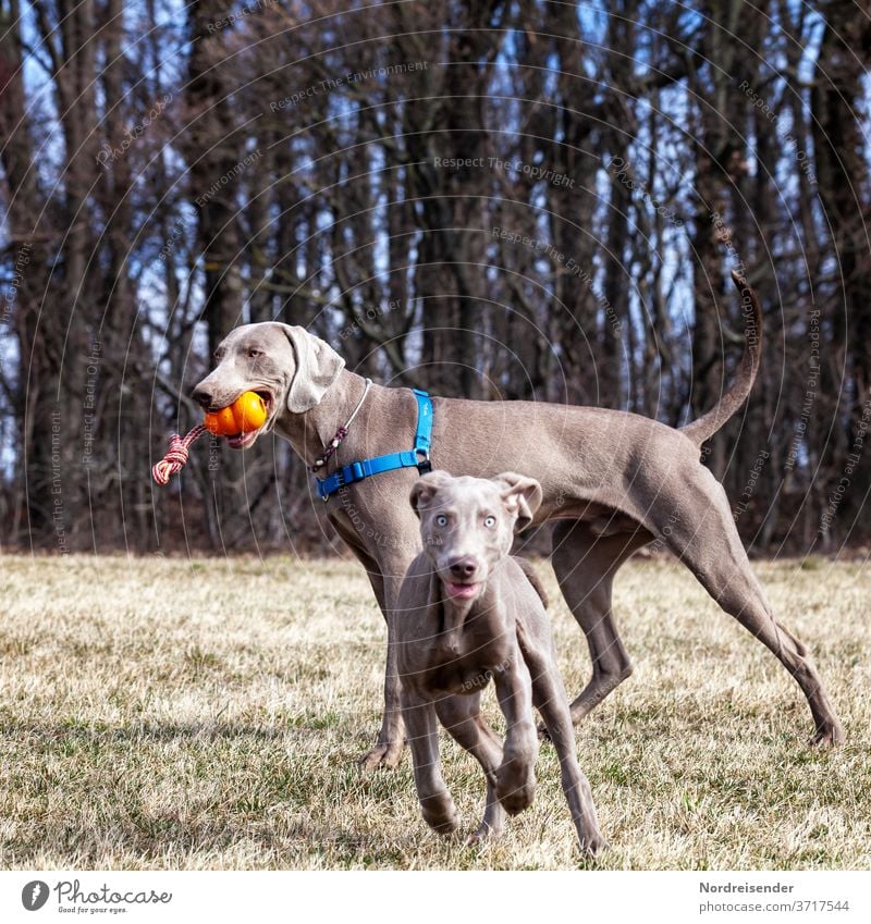 Two Weimaraner hunting dogs playing on a meadow at the edge of the forest Puppy Dog pointer dog male Pet Animal pretty Hound portrait Purebred Hunting two Grass
