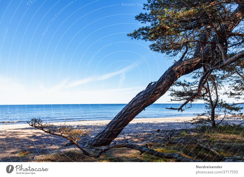 Beach of the Baltic Sea on Öland in Sweden Wide angle Panorama (View) Sunlight Copy Space top Deserted Exterior shot deceleration Colour photo Far-off places