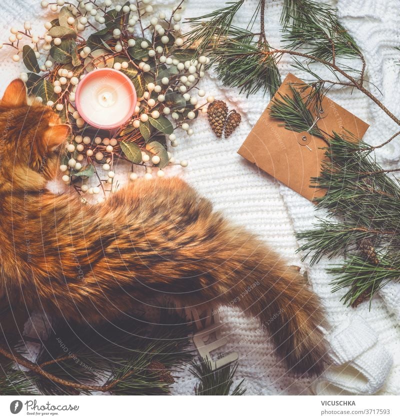 Cat on white blanket with Christmas decoration:  winter wreath, burning candle, softwood, pine cones, craft paper. Festive winter concept. Top view cat rug