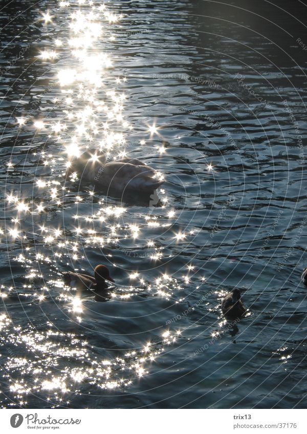 swans in glittering sunlight2 Swan Glittering Sunlight Animal Beautiful Water Calm Duck