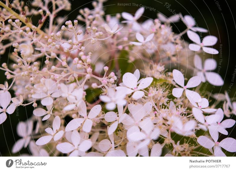 Pretty white flowers in close-up in the garden pretty blur shadow petal petals bokeh leaves springtime blossom backgrounds simplicity purity growth seasons