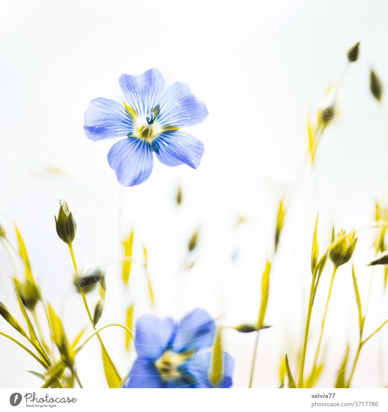 light blue delicate linen blossoms bleed linseed blossoms flowers green Blossoming Blue White Close-up Nature Plant Summer Deserted Agricultural crop Flax