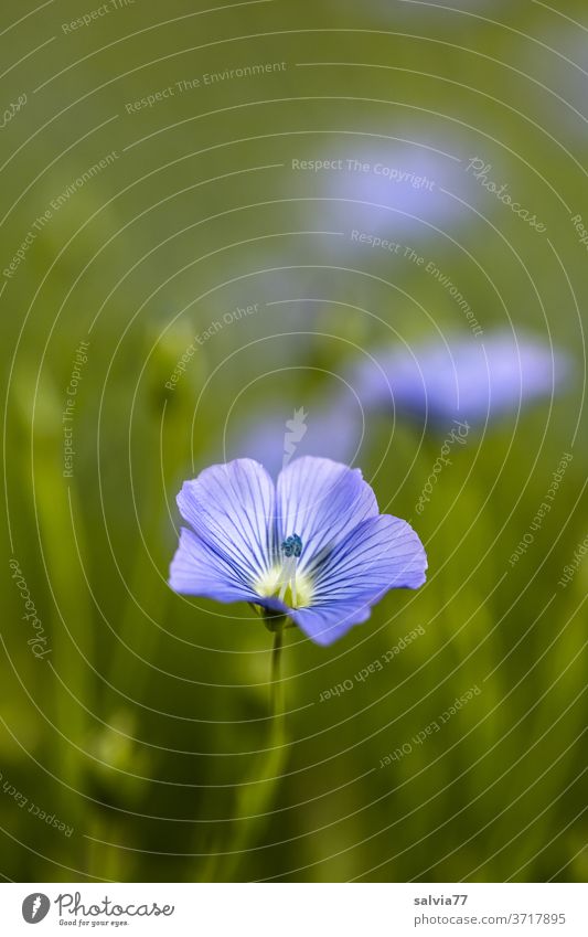 Linen flowers, light blue and delicate Nature linseed blossoms Plant Blossom Summer Blossoming Flower meadow Green Colour photo Delicate Blue Meadow