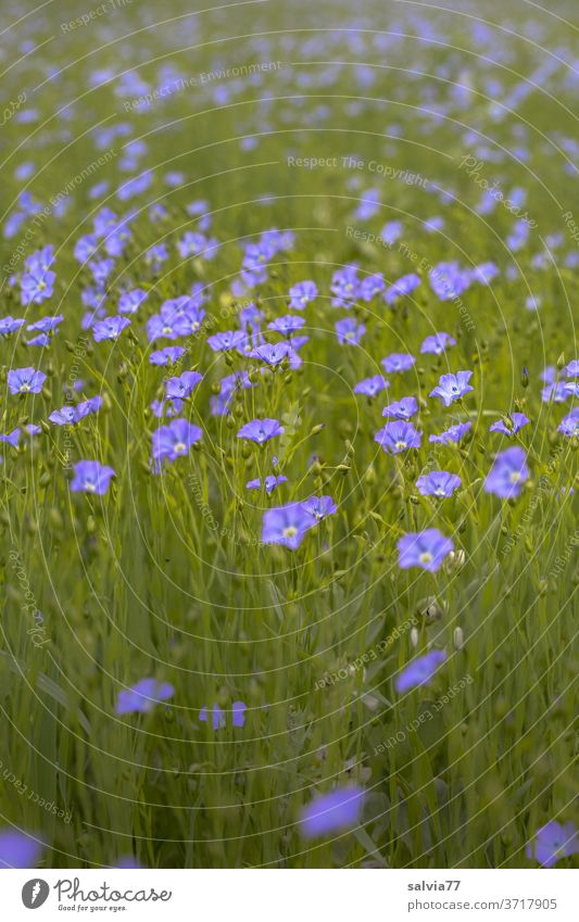 Flax field Nature Agricultural crop Field acre Plant Leinacker flowers Blossoming bleed Fragrance Linum usitassimum Summer Growth Deserted Blue green linseed