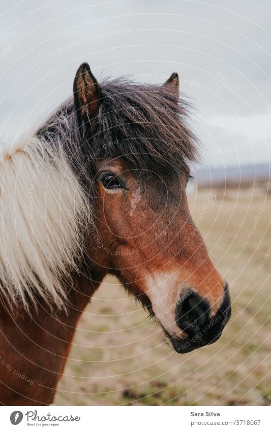 Icelandic horse icelandic horse Animal portrait Animal face