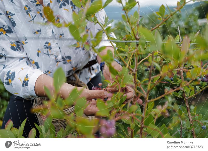 Woman picking elderberries Garden Summer Nature Plant bleed flowers Exterior shot Colour photo Day Environment peasants Gardening Blossoming flaked Close-up