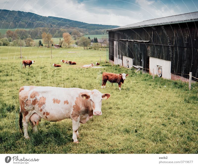 Dull look Cow Stand graze Wait eye contact reproachful Observe Meadow paddock Hill Sunlight Exterior shot Colour photo Nature 2 animals Farm animal Looking