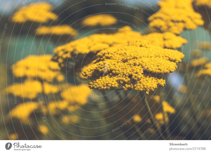 Golden yarrow, yarrow yellow Yarrow Daisy Family composite Garden plants Meadow flower bleed Colour photo Flower meadow Blossoming Plant Nature Summer flowers