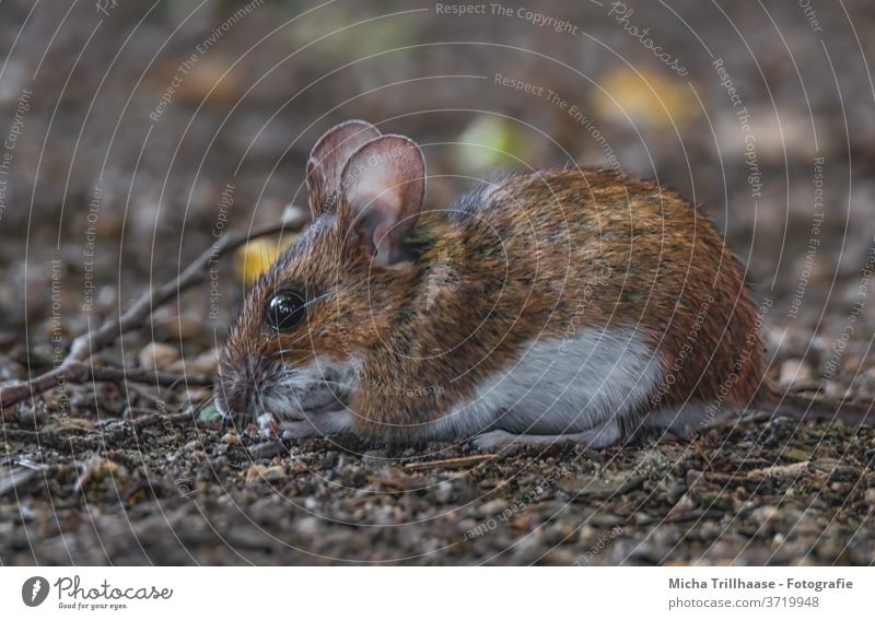 Eating mouse Mouse bank vole myodes glareolus Animal face Eyes Nose Muzzle Ear Pelt Observe Looking Wild animal Forest Twigs and branches Sunlight