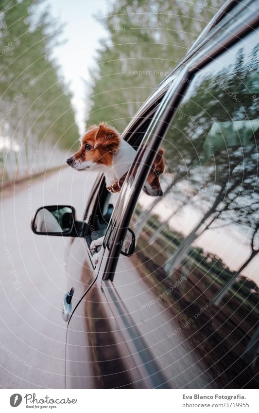 cute small jack russell dog in a car watching by the window. Ready to travel. Traveling with pets concept outdoors fun drive auto obedient purebred tourism