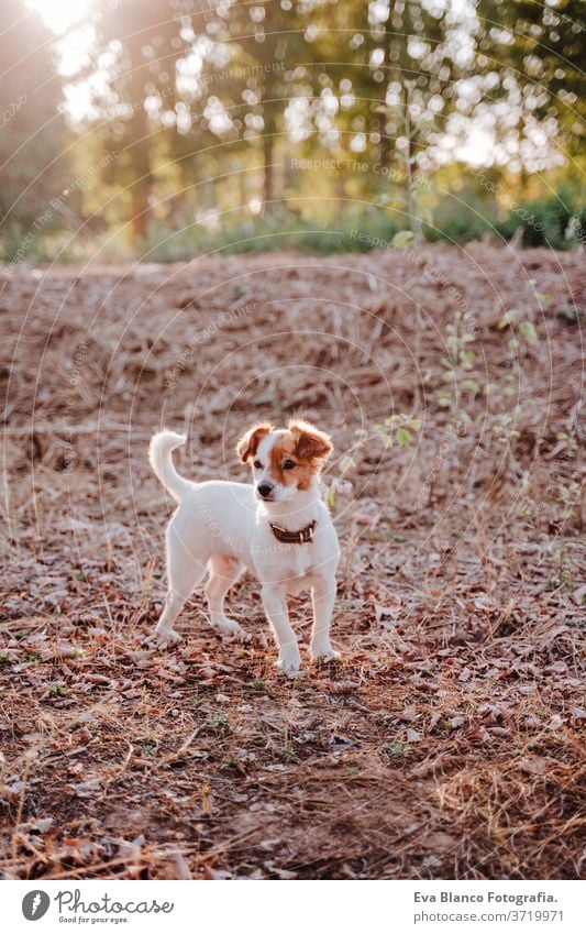 cute small jack russell terrier dog at sunset in a field. Golden hour. Pets and fun outdoors pet golden hour nobody walk purebred park domestic nature summer